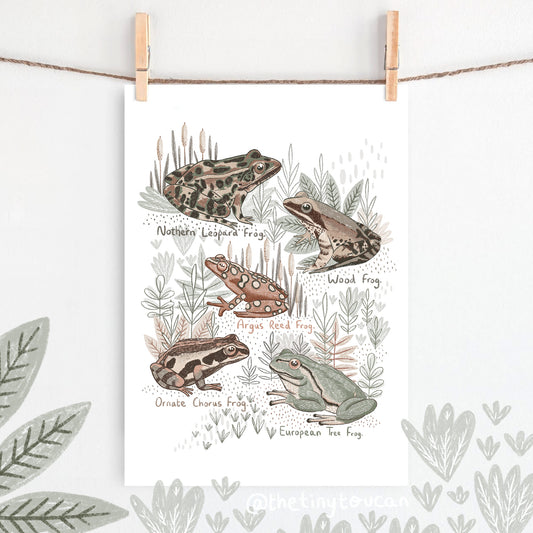 Little Frogs Fine Art Print